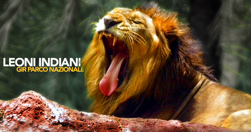 Un leone asiatico sbadisglia accucciato su una roccia rossa
