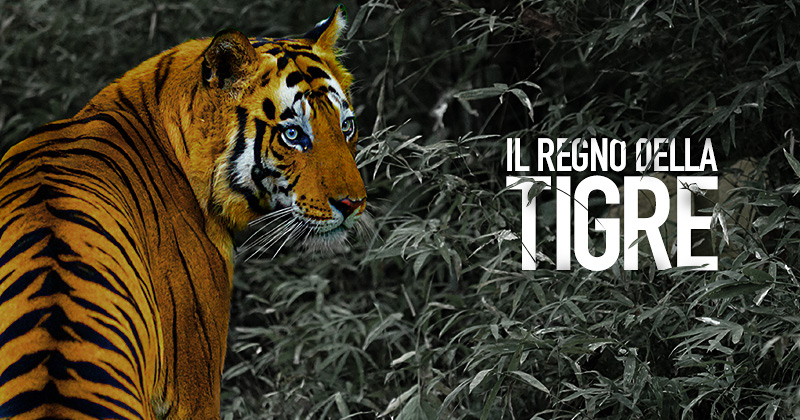 A sinistra una tigre di spalle guarda verso destra, sullo sfondo vegetazine grigio-verde e la scritta: il regno della tigre
