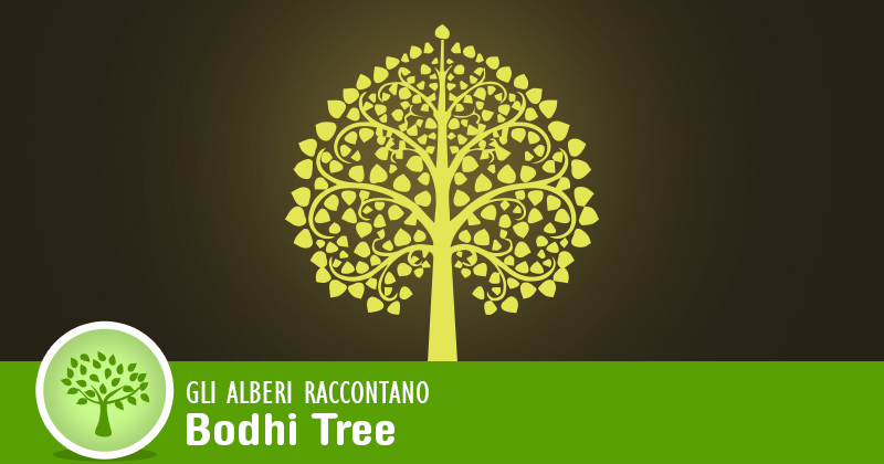 Gli alberi raccontano: bodhi tree